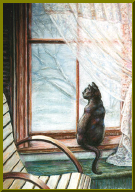 cat-in-window.jpg