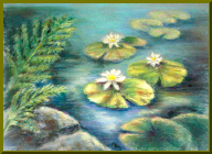 lilly-pond.jpg